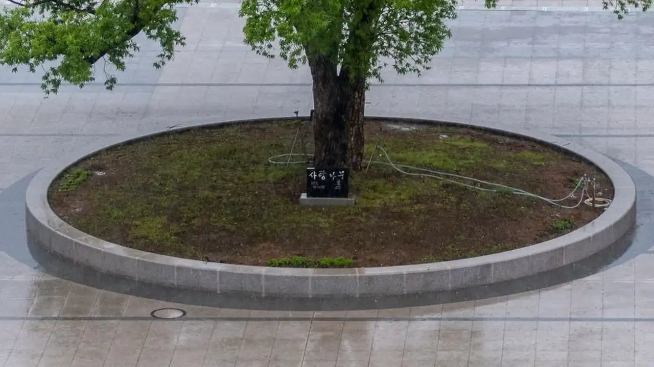 樱花免费视频探索春日视觉盛宴的绝佳途径